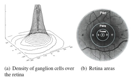 FREAK descriptor - distribution of receptive fields over the retina