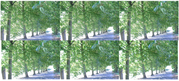 Trees - increasing blur